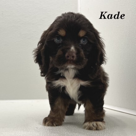 puppy, for, sale, Cocker Spaniel, Joe & Cherri  Overlease, dog, breeder, Miller, MO, dog-breeder, puppy-for-sale, forsale, nearby, find, puppyfind, locator, puppylocator, aca